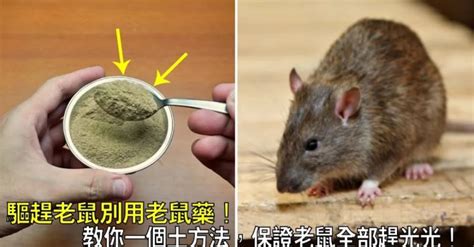 家裡老鼠|防除老鼠要「鬥智」